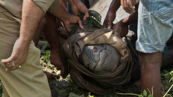 В Индии ради носорогов убивают людей 