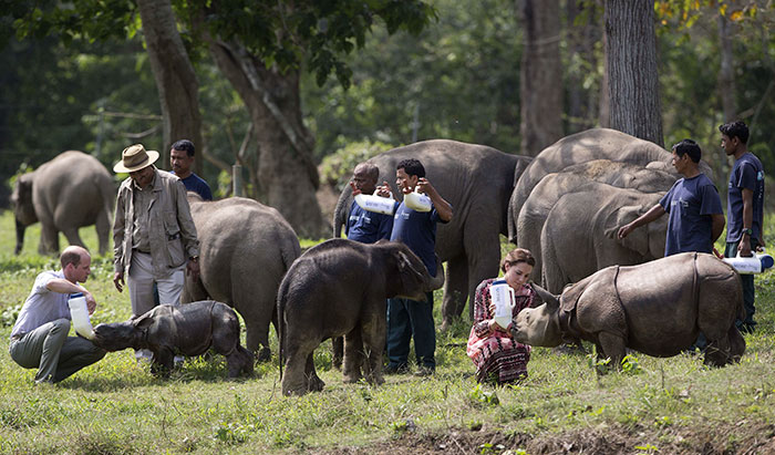 В Индии ради носорогов убивают людей 