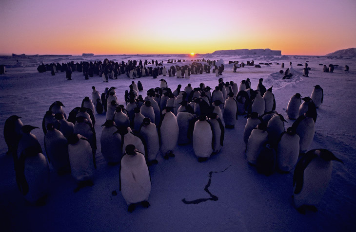 Самый большой заповедник в Антарктике 