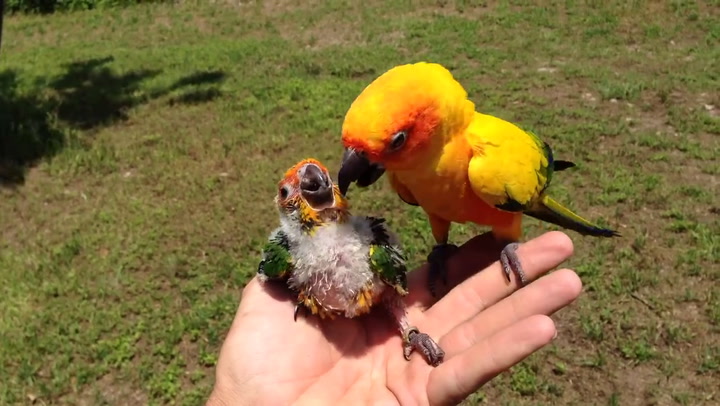 После смерти мамы-попугая, папа решил взяться за воспитание птенца 