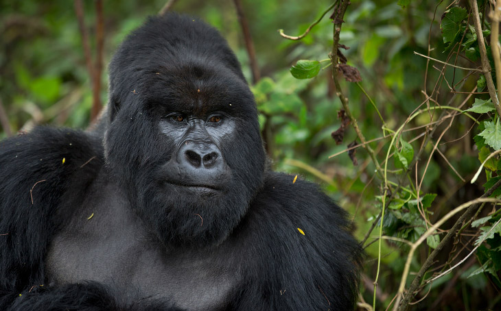 Редчайшие горные гориллы Руанды