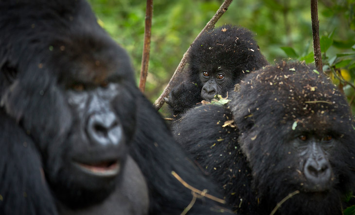 Редчайшие горные гориллы Руанды