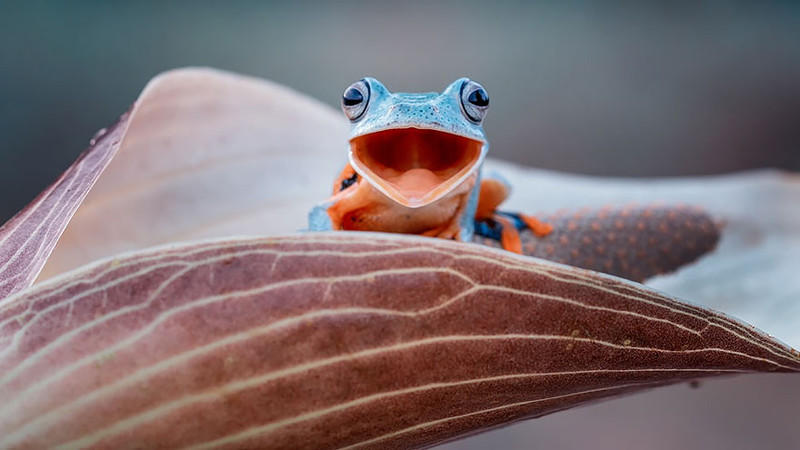 Самые необычные лягушки нашей планеты 