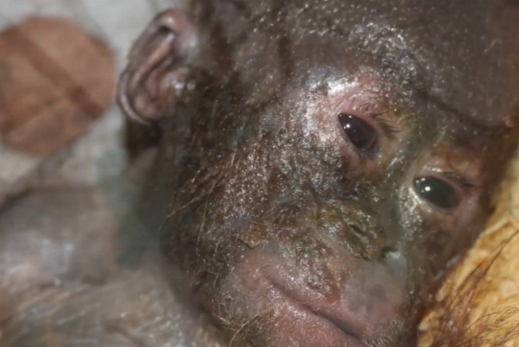Этот малыш орангутана был присмерти, когда спасатели нашли его