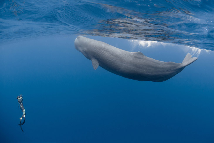 Заплыв с крупнейшим из китов 