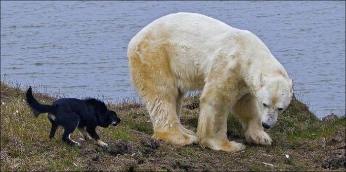 Настоящие друзья человека. Собаки отгоняют белого медведя