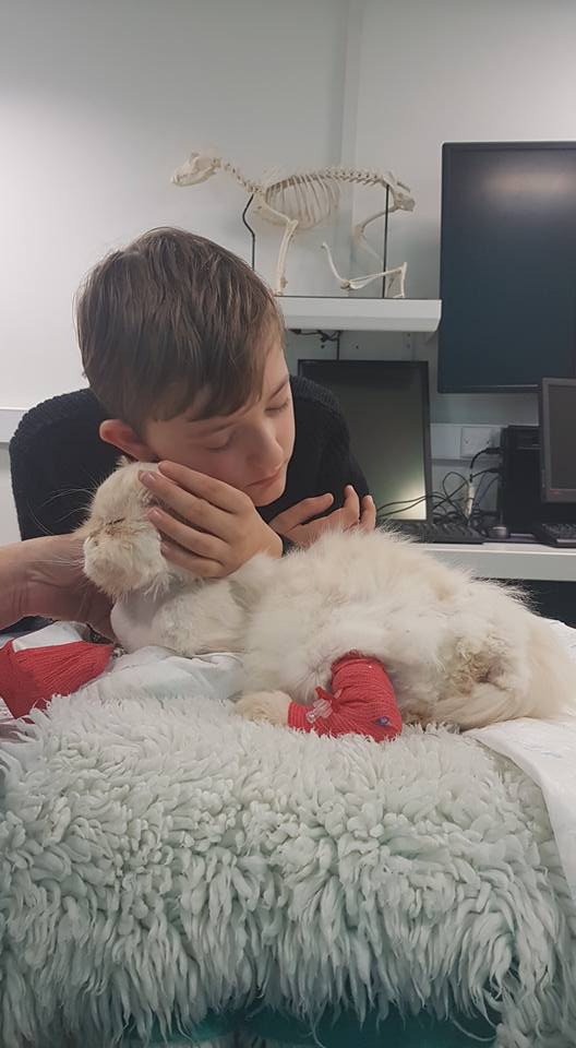 Кот спас ребёнка с аутизмом, и теперь тот борется за жизнь друга 