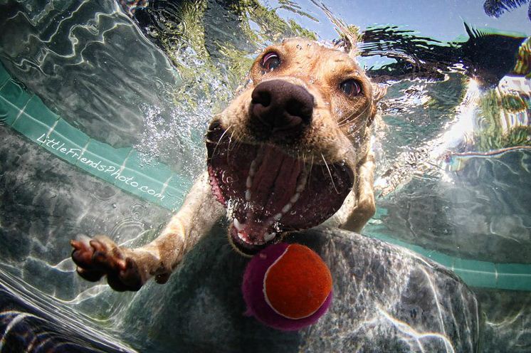Подводные снимки собак от Сета Кастила