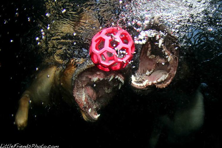 Подводные снимки собак от Сета Кастила