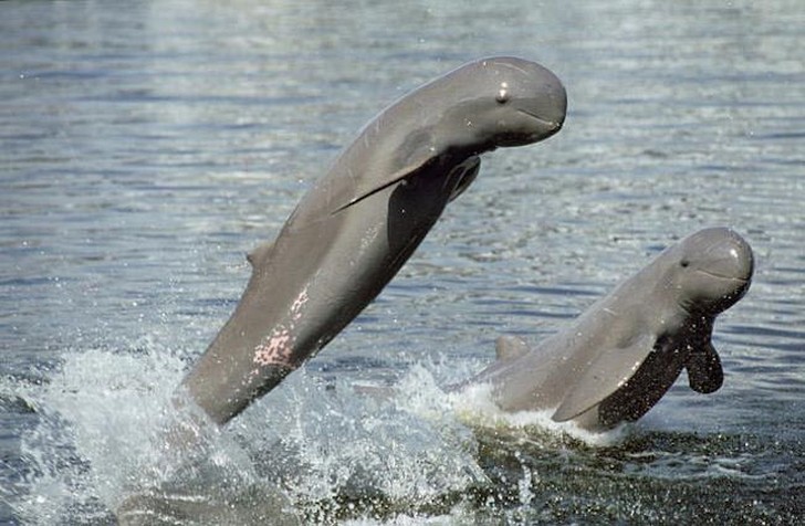 Дельфины иравади