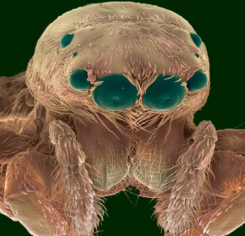 Цветное изображение паука-скакуна, сделанное с помощью растрового электронного микроскопа.