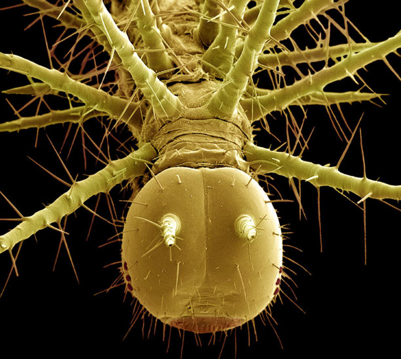 Голова тропической гусеницы