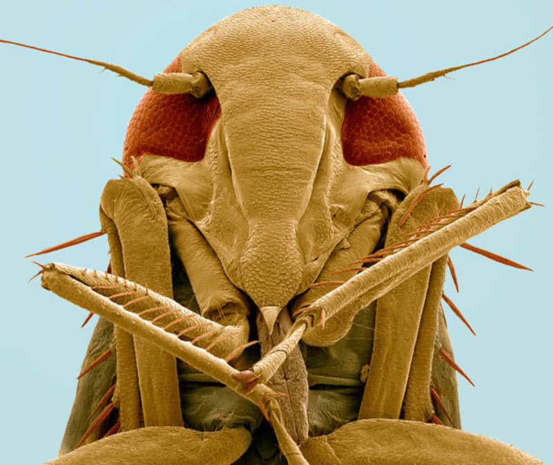 Цветное микрофото головы цикады-пенницы