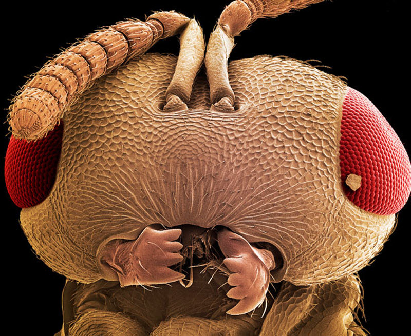 Детальный снимок головы осы