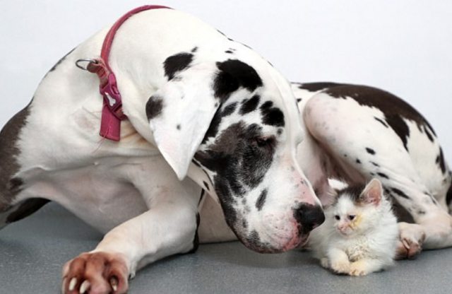 Дог ненавидит кошек, но его кровь помогла спасти зрение котёнку 