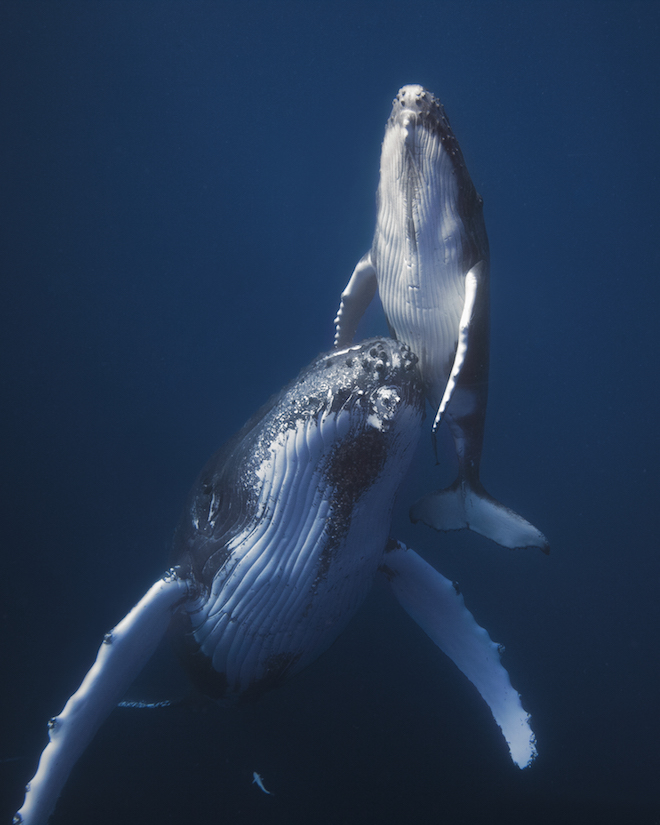 Потрясающие фотографии морских млекопитающих