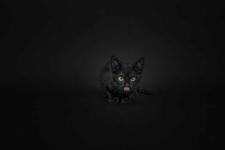 Чёрные кошки тоже достойны любви