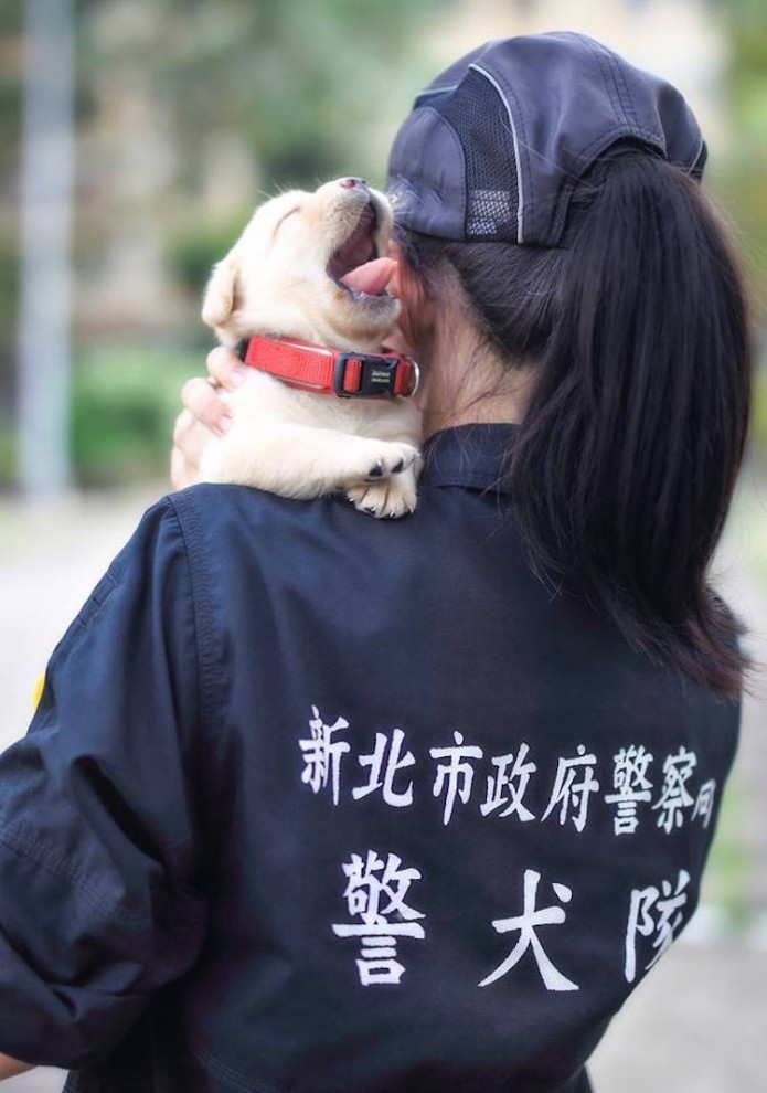 Полиция Тайваня взяла на службу милейших щенков лабрадора
