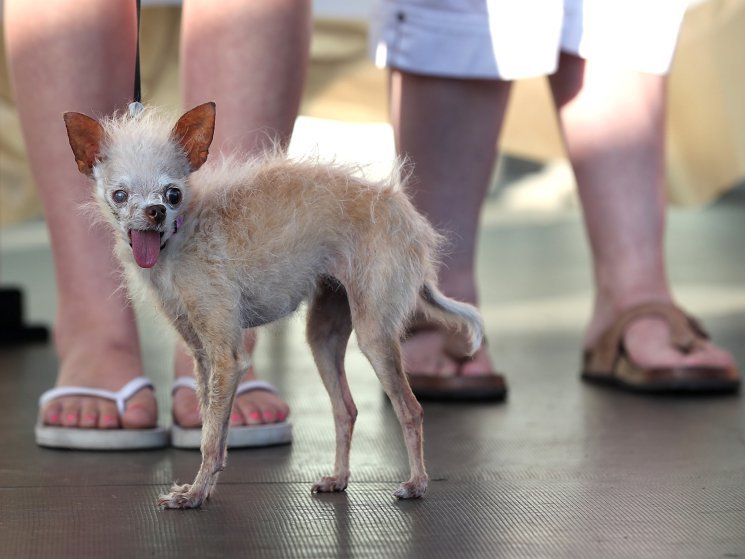 Самые уродливые собаки конкурса World’s Ugliest Dog Competition за последние 11 лет