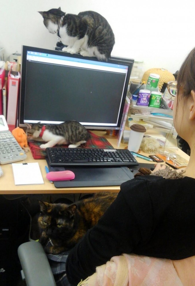 Японская IT-компания приютила в своём офисе целую кучу бездомных котеек 