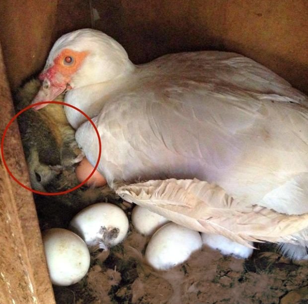 Фермер нашёл в гнезде у утки неожиданного гостя 