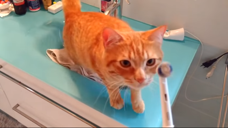 Кот обожает… электрическую зубную щетку