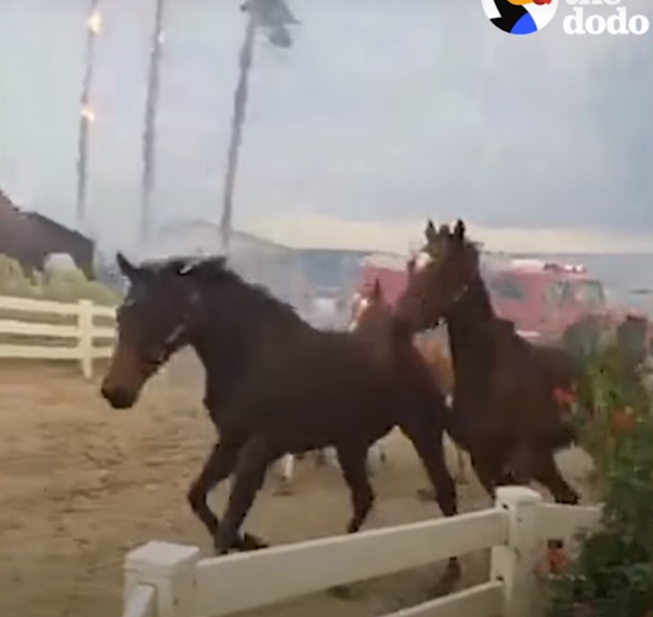 Люди рисковали жизнями, для того что бы спасти лошадей 