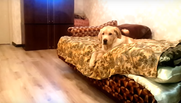 Самая ленивая собака в мире 