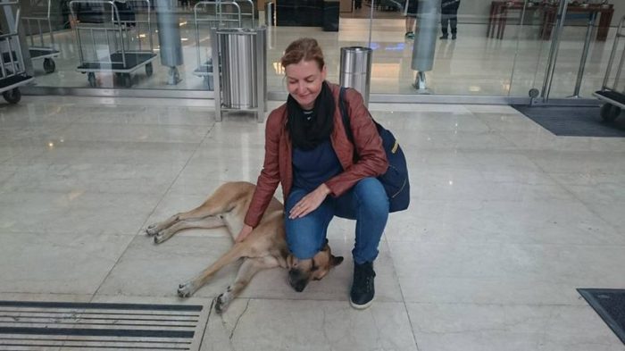 Эта собака всегда встречала её в аэропорту 