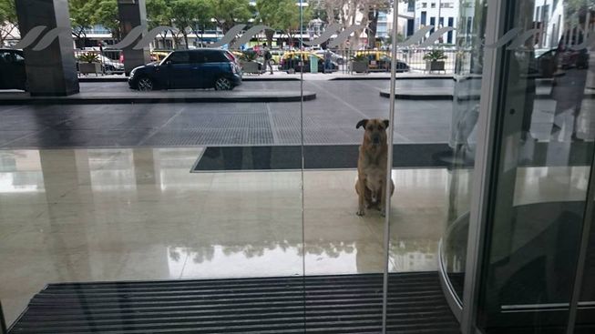 Эта собака всегда встречала её в аэропорту 