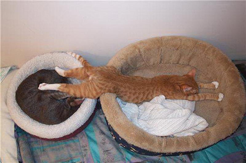 25 кошачьих поз для сна 