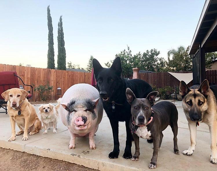 Похлебка — довольная свинка, выросшая среди 5 собак