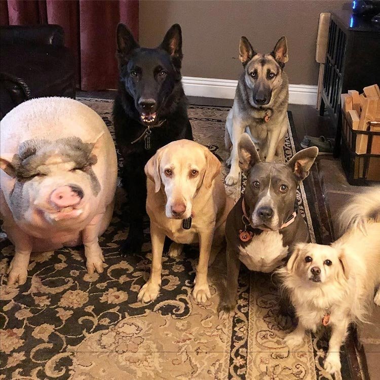 Похлебка — довольная свинка, выросшая среди 5 собак