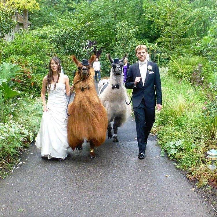 Свадьба с альпакой? Это нормально! 