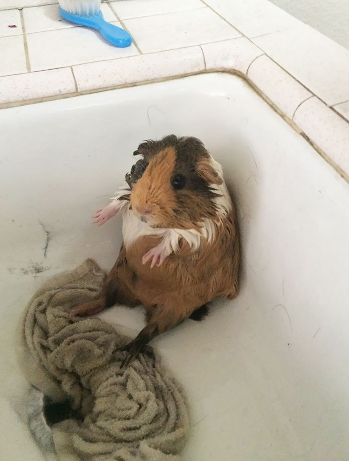 Мокрые и злые: домашние животные, которые принимают ванну 