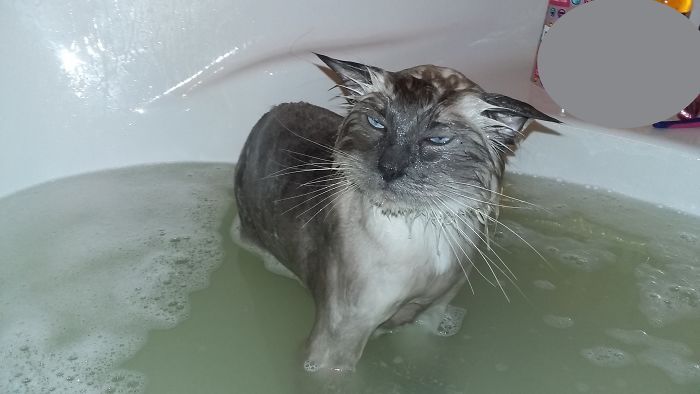 Мокрые и злые: домашние животные, которые принимают ванну 