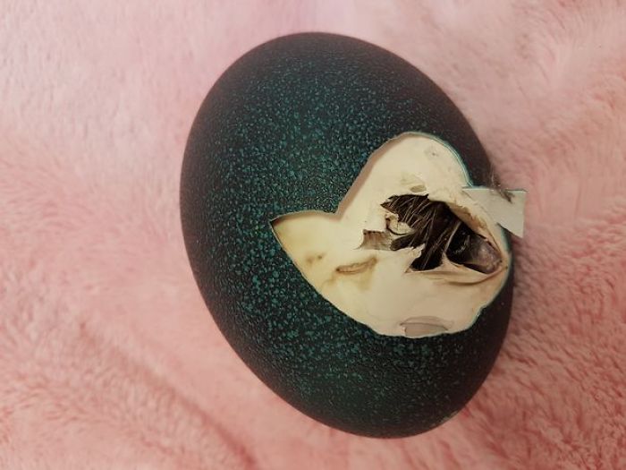 Девушка купила яйцо на eBay, и даже не знала кто из него вылупится 