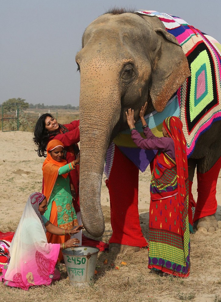 Волонтёры в Индии вяжут слонам тёплые свитера 