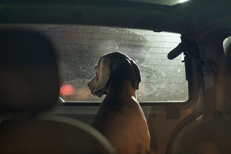 Фотографии запертых в машине собак, которые тронут вас до глубины души 