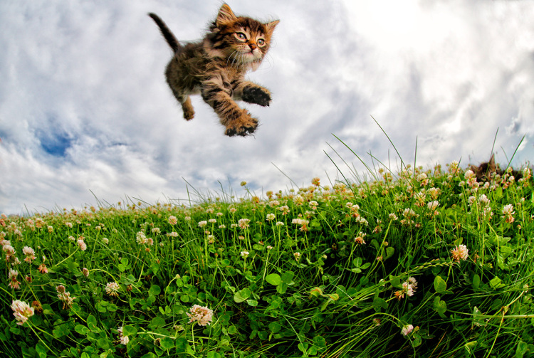 Милые и смешные: фотографии котят в прыжке, которые поднимут вам настроение