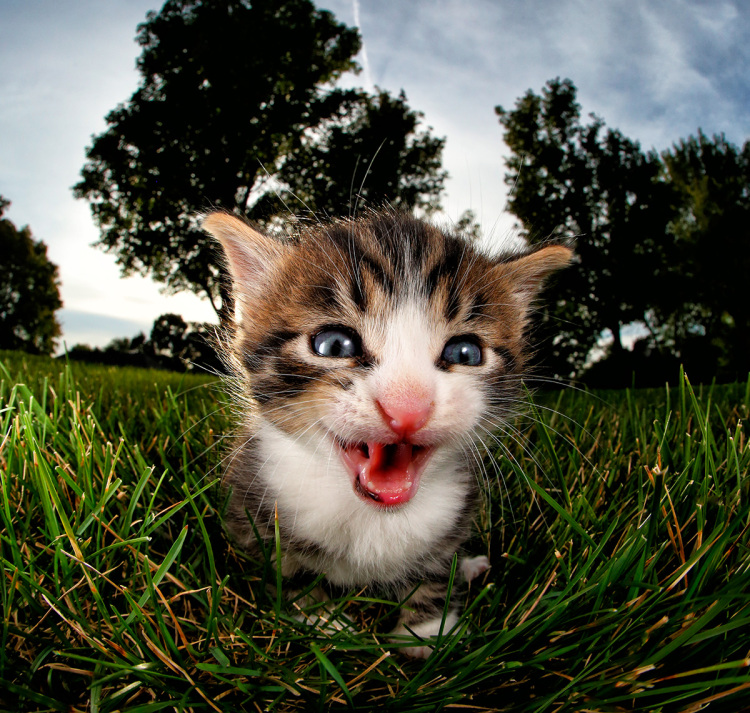 Милые и смешные: фотографии котят в прыжке, которые поднимут вам настроение
