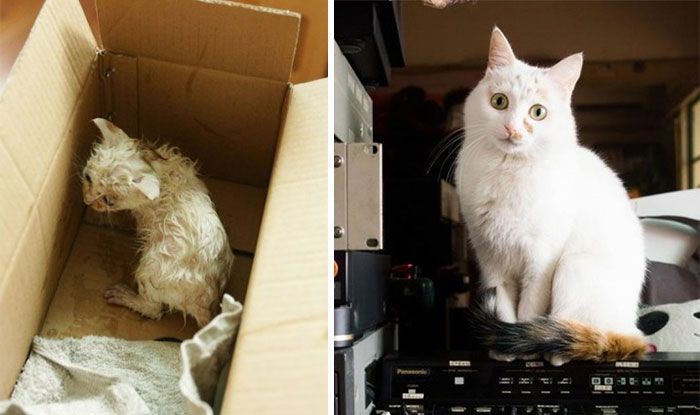 Твори добро: кошки до и после того, как их подобрали с улицы