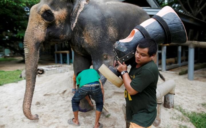 Люди калечат, люди лечат: протезы ног для подорвавшихся на минах слоних