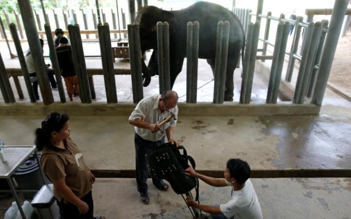 Люди калечат, люди лечат: протезы ног для подорвавшихся на минах слоних