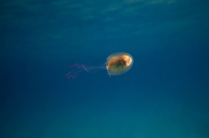 Рыба «за штурвалом» внутри медузы бороздит океан 
