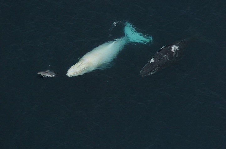 Редчайшие фотографии горбатого кита-альбиноса 