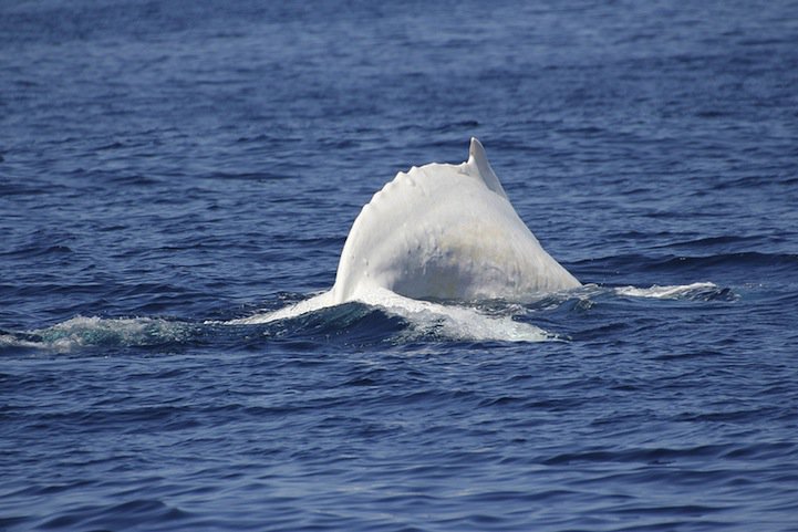 Редчайшие фотографии горбатого кита-альбиноса 