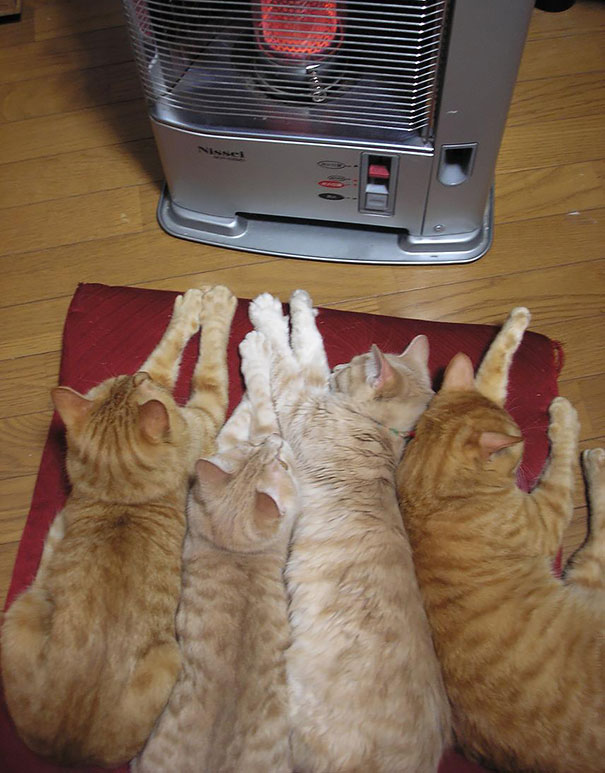 17 кошек, которые любят тепло