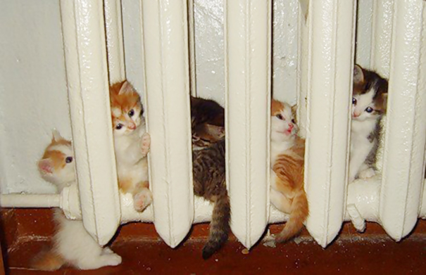 17 кошек, которые любят тепло