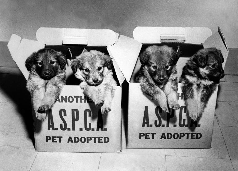 Винтажные снимки животных из архива Общества защиты животных